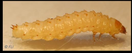 In certi casi, lo SHB distrugge i favi e causa la fermentazione e la contaminazione del miele (con le sue feci).