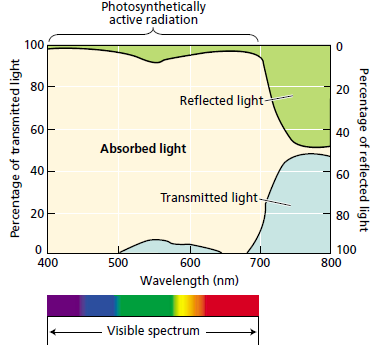 Perché il sensore ottico lavora sulla radiazione incidente 320-490 nm Il filtro ottico 490 nm minimizza il contributo della radiazione sparpagliata (scattered) dalle foglie.