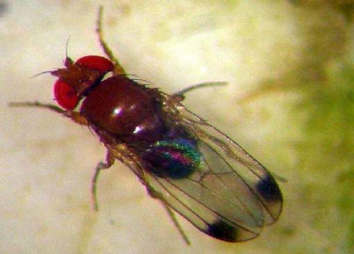 Moscerino dei piccoli frutti Drosophila suzukii L insetto compie fino a 10 generazioni l anno.