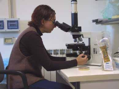 In laboratorio In laboratorio, mediante l utilizzo di uno stereomicroscopio, è stato condotto l esame dei bozzoli di N.