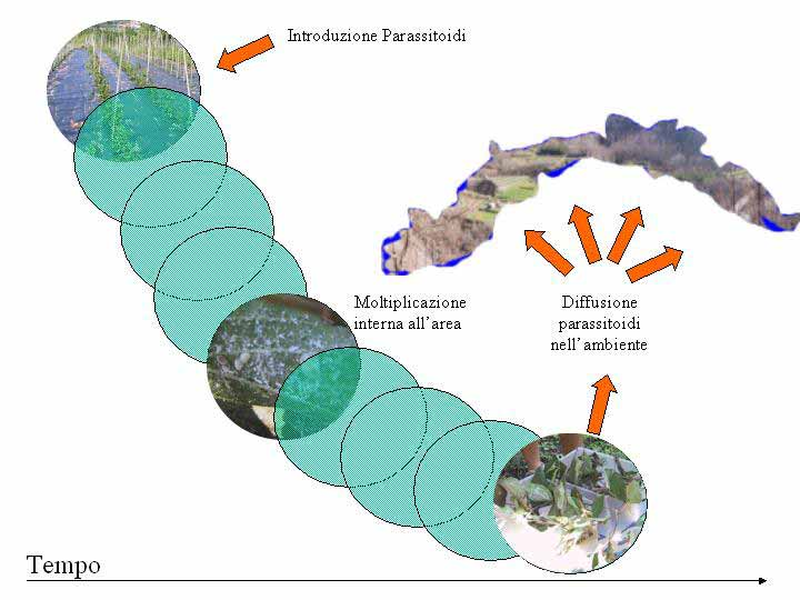 Obiettivi e finalità del lavoro L obiettivo è stato quello di mettere a punto un progetto di lotta biologica per contenere le infestazioni di M.