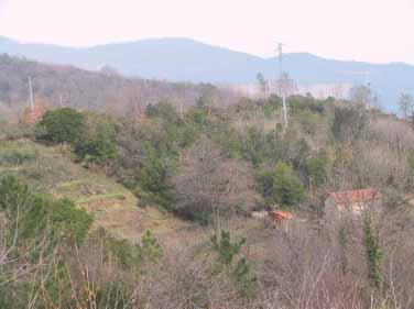 Area di prescelta nella zona di Vassalico (IM) Questa area è inserita in una zona di coltivazione che presenta impianti arborei (olivo, vite, frutteti di pesco ed altri misti), colture ortive ed