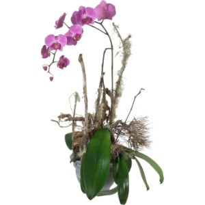 2 Fiori in vaso Orchidea Phalaenopsis