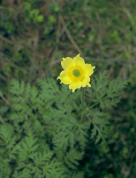 In queste aree si sviluppa una categoria Phyteuma orbiculare vegetazionale che può essere assimilabile a forme di transizione dei prati subalpini verso i pascoli veri e propri a Poa alpina.