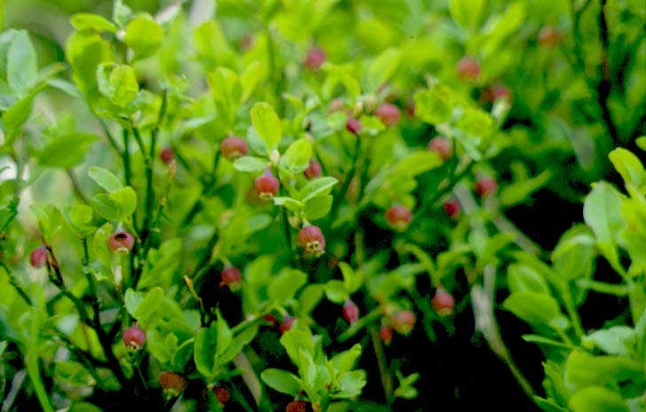 Nella fascia altimontana della stessa sponda anche il Faggio (Fagus sylvatica) partecipa alla formazione di consorzi misti.