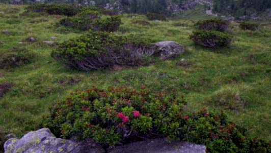 DA CHIAVENNA A MONTE SPLUGA L orientamento S-N della Valchiavenna, il fatto che essa sia aperta alle correnti d aria relativamente più calde ed umide che provengono dal lago di Como, sono fattori che