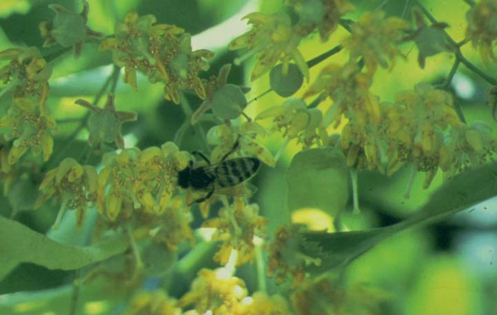 Alla Pecceta montana si sostituisce il bosco misto: Abete rosso (Picea abies) con qualche esemplare di Faggio (Fagus sylvatica) e Acero di monte (Acer pseudoplatanus); si spingono fino ai 1000 metri