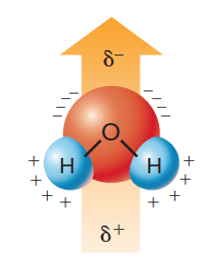 La molecola dell acqua è polare La polarità di una molecola dipende non soltanto dalla presenza di legami covalenti polari ma anche dalla geometria della molecola, cioè dalla disposizione