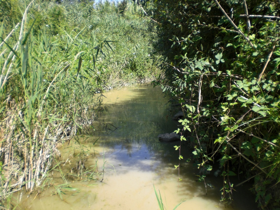 Fiume Uso_stazione Uso 10 (20 m.s.l.m.) Il Fiume Uso mostra in questo tratto ancora i segni di una pesante rettifica che ha interessato tutto il basso corso fluviale.