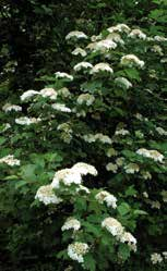 Ortensie insolite > La specie Hydrangea quercifolia produce grandi fiori bianchi di lunga durata e il fogliame ha colori