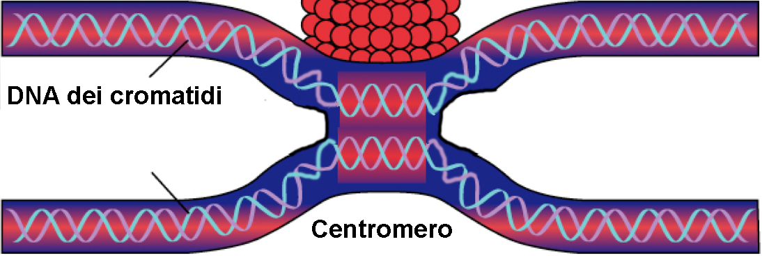 cromosomi alla mitosi e alla meiosi stabilizzazione della telomero Origine di 2