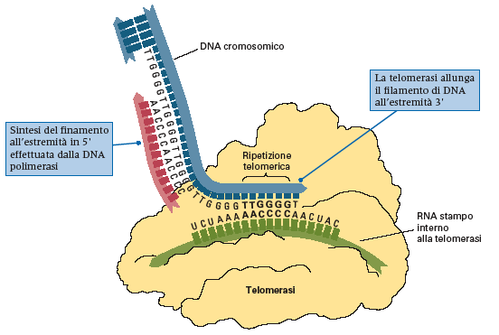 citodieresi Telomeri Strutture specializzate che si trovano all'estremità dei cromosomi lineari Sono strutture nucleo-proteiche costituite da: - un breve motivo ripetuto in tandem - alcune proteine