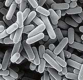Esistono due tipi di batteri lattici.