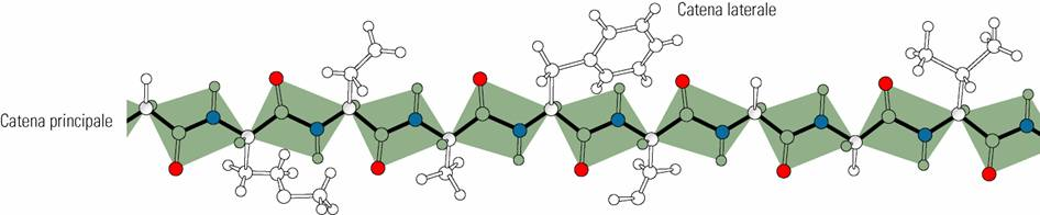 PROTEINE E PEPTIDI I peptidi e le proteine sono polimeri di amminoacidi legati tra loro da legame