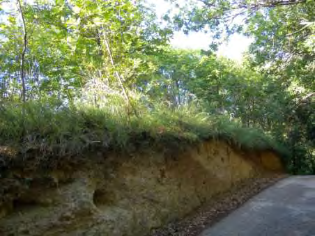 SERIE EDAFOXEROFILA DELLE ARENARIE COMPATTE Questa serie di vegetazione si può osservare sulle sommità delle colline su suolo compatto, superficiale, ben drenato e con scarsa capacità di ritenzione