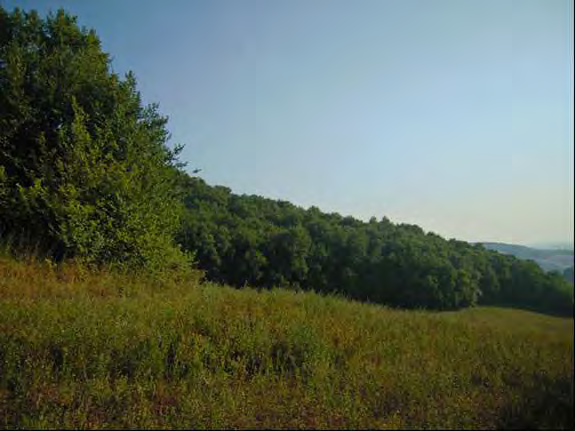 Bosco di Roverella (Roso-Quercetum