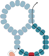 Infilate in un ago 0,9 m di filo per perline e create una barra per chiusura a T lunga 12 perline con una decorazione a pippiolino, scegliendo i colori a caso (Tecniche, pagina 134).