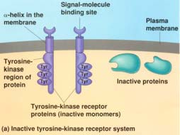 proteina fosfatasi 1 La fosforilazione di una proteina bersaglio svolta dalla proteina chinasi 1 viene rovesciata dall azione