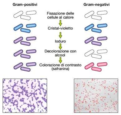 PARETE CELLULARE Colorazione di GRAM, ideata dal medico danese Christian Gram, per rilevare batteri patogeni: I batteri che adsorbono e mantengono la colorazione al violetto