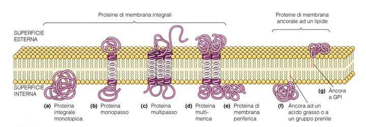 PROTEINE DI MEMBRANA 1) Integrali (o Intrinseche) 2) Periferiche (o Estrinseche) 3) Ancorate a