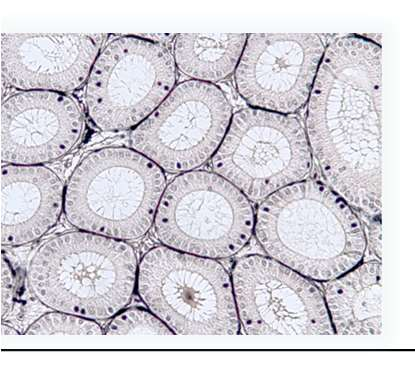 TEORIA CELLULARE L unità