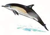 Delfino comune Delphinus delphis Linnaeus, 1758 Classe MAMMIFERI Ordine: CETACEI Famiglia: DELFINIDI Livello di protezione Specie particolarmente protetta (Legge 11 febbraio 1992, n. 157, art. 2).