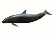 Pseudorca Pseudorca crassidens (Owen, 1846) Classe MAMMIFERI Ordine: CETACEI Famiglia: DELFINIDI Livello di protezione Specie particolarmente protetta (Legge 11 febbraio 1992, n. 157, art. 2).