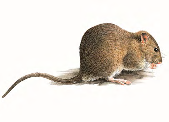 Ratto delle chiaviche Rattus