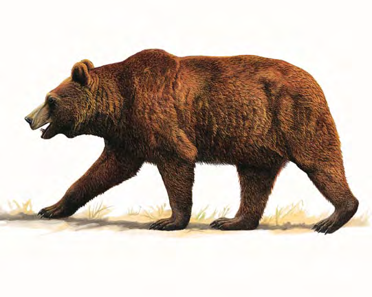 Orso bruno Ursus