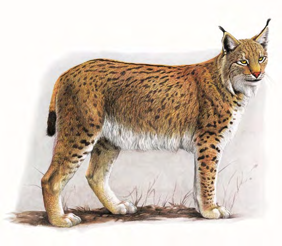 Lince Lynx lynx