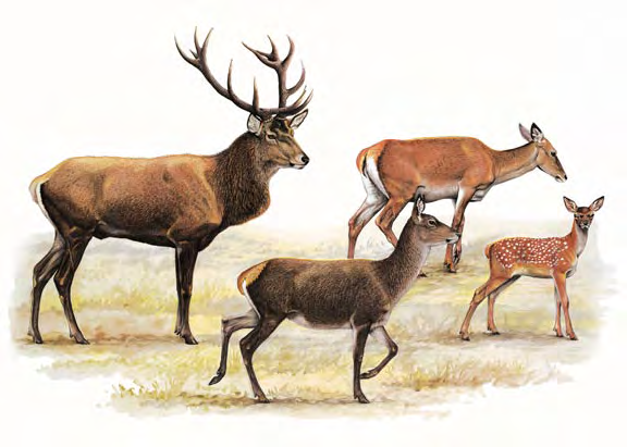 Cervo Cervus elaphus