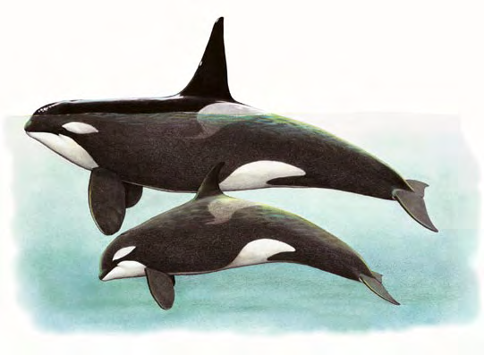 Orca Orcinus orca