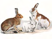 Lepre variabile Lepus timidus Linnaeus, 1758 Classe MAMMIFERI Ordine: LAGOMORFI Famiglia: LEPORIDI Livello di protezione Specie oggetto di caccia dal 1 ottobre al 30 novembre (Legge 11 febbraio 1992,