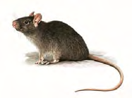 Ratto nero Rattus rattus (Linnaeus, 1758) Classe MAMMIFERI Ordine: RODITORI Famiglia: MURIDI Livello di protezione Non beneficia di alcuna protezione legale (Legge 11 febbraio 1992, n. 157, art. 2, c.