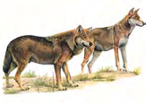 Lupo Canis lupus Linnaeus, 1758 Classe MAMMIFERI Ordine: CARNIVORI Famiglia: CANIDI Livello di protezione Specie particolarmente protetta (Legge 11 febbraio 1992, n. 157, art. 2).