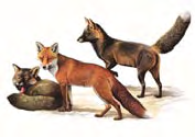 Volpe Vulpes vulpes (Linnaeus, 1758) Classe MAMMIFERI Ordine: CARNIVORI Famiglia: CANIDI Livello di protezione Specie oggetto di caccia dalla terza domenica di settembre al 31 gennaio (Legge 11