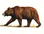 Orso bruno Ursus arctos Linnaeus, 1758 Classe MAMMIFERI Ordine: CARNIVORI Famiglia: URSIDI Livello di protezione Specie particolarmente protetta (Legge 11 febbraio 1992, n. 157, art. 2).