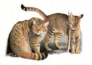 Gatto selvatico Felis silvestris Schreber, 1777 Classe MAMMIFERI Ordine: CARNIVORI Famiglia: FELIDI Livello di protezione Specie particolarmente protetta (Legge 11 febbraio 1992, n. 157, art. 2).