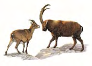 Stambecco delle Alpi Capra ibex Linnaeus, 1758 Classe MAMMIFERI Ordine: ARTIODATTILI Famiglia: BOVIDI Livello di protezione Specie protetta (Legge 11 febbraio 1992, n. 157).