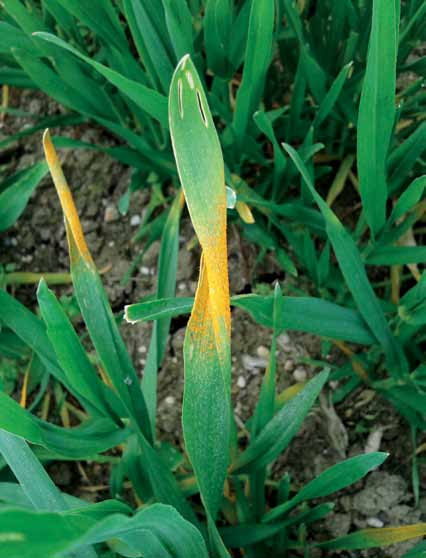 2014 NOTIZIARIO 2 35 Foto 1: Fase iniziale di infezione da ruggine gialla. Tabella 3: Scheda agronomica frumento tenero, orzo, triticale e cereali da biomassa 2013/14.