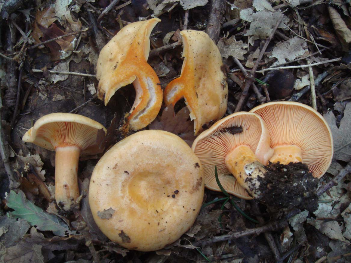 Lactarius salmonicolor (pileo arancio-salmone senza toni verdi,poco zonato;lamelle crema-arancio;gambo concolore al