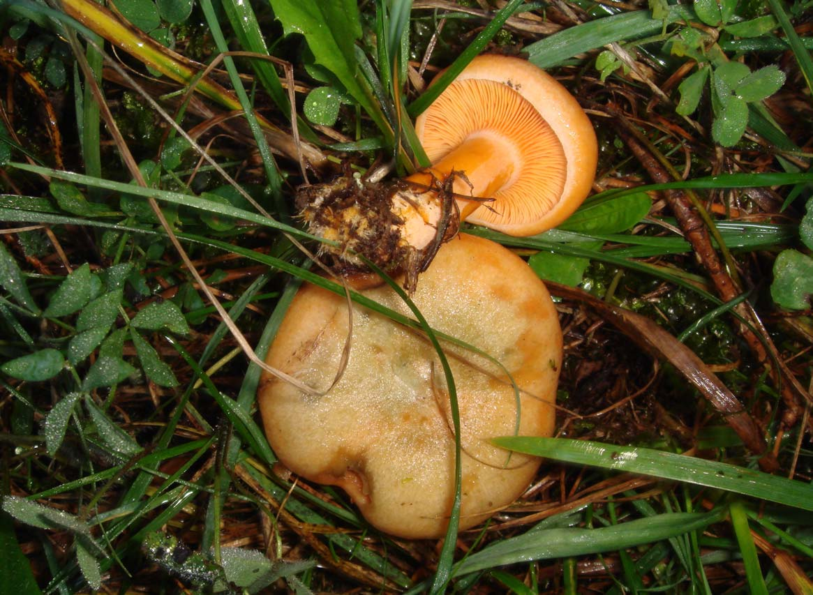 Lactarius deterrimus (pileo arancione, tende ad inverdire ;lamelle arancio pallido,verdi se manipolate;latice