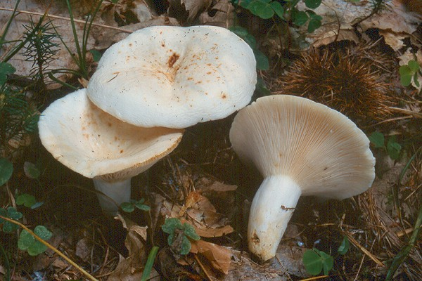 Lactarius piperatus (pileo asciutto,bianco con