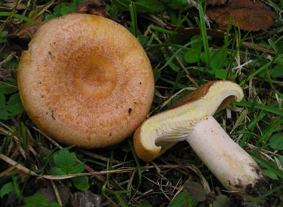 Lactarius chrysorheus (pileo crema-arancio zonato ;lamelle crema ;gambo pruinoso