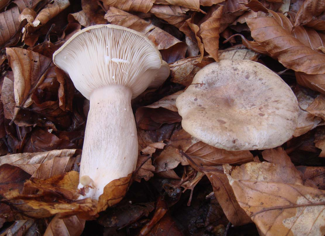 Lactarius blennius (pileo verde,grigio-verde,bruno-oliva con guttule;lamelle biancastre;