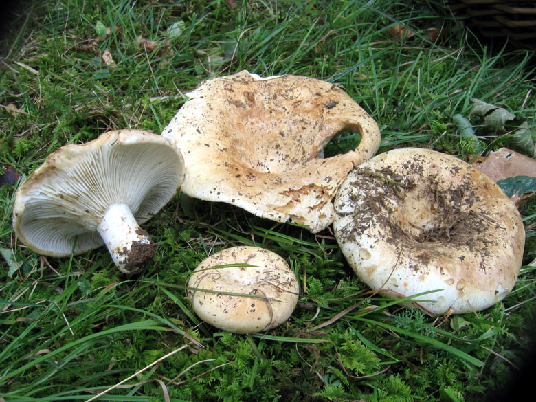 Russula delica (pileo opaco,bianco macchiato di ocra- lamelle bianche spaziate ;carne bianca,imbrunente se