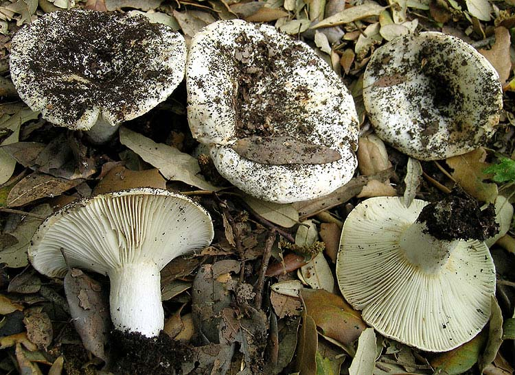 Russula