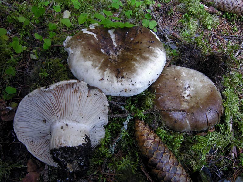 Russula adusta (pileo brunastro annerente col tempo e al tocco;lamelle crema ;gambo bianco poi imbrunente - carne bianca virante