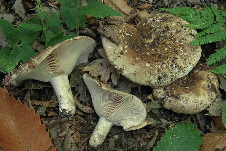 Russula acrifolia (pileo bruno-rossastro ;lamelle crema annerenti;gambo bianco,arrosante al tocco,poi