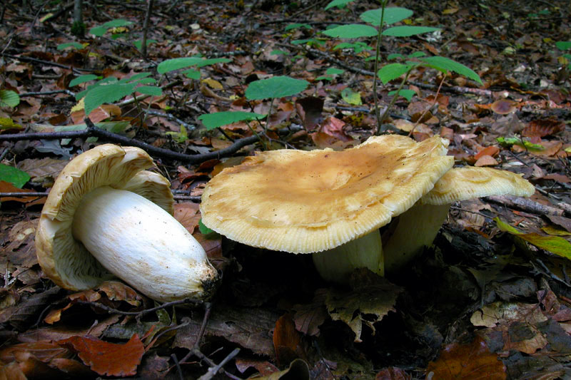 Russula foetens (pileo vischioso da giovane, ocra-rossiccio,striato al margine;lamelle crema macchiate di